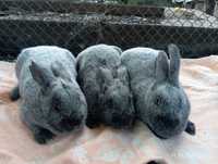 Кролі кролики самки полтавське серебро