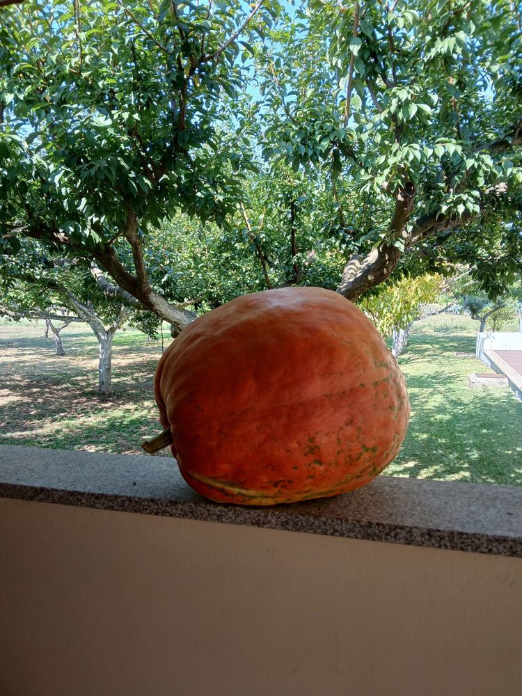 Abóboras com 20kg.