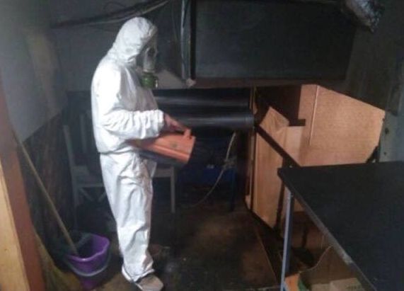 Истребляем тараканов клопов блох и грызунов Качественно Доступно