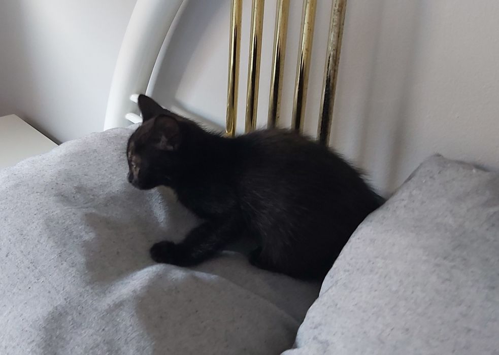 Gatinhos bebés para adoção