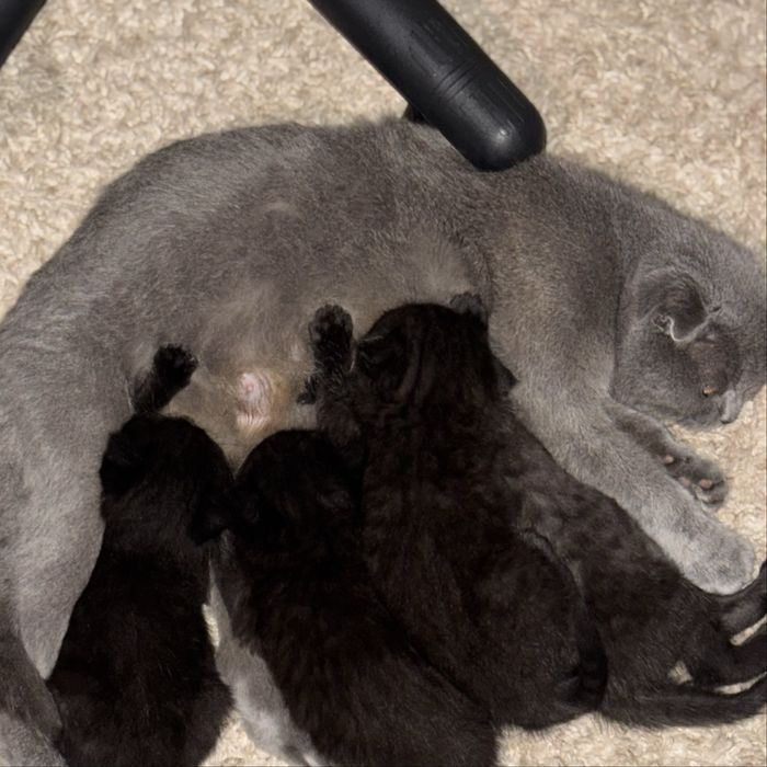 Чистокровні кошенята Шотландської породи (Фолд та Страйт)