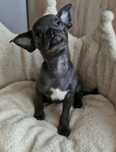 Niebieski piesek Chihuahua