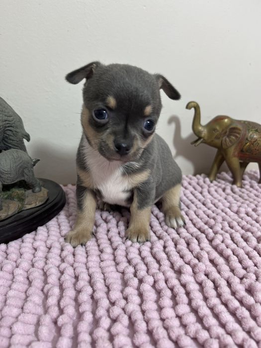 Sprzadam pieknego pieska rasy chihuahua- niebieski