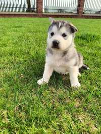 Piesek,,Bolo,, rasy syberian husky