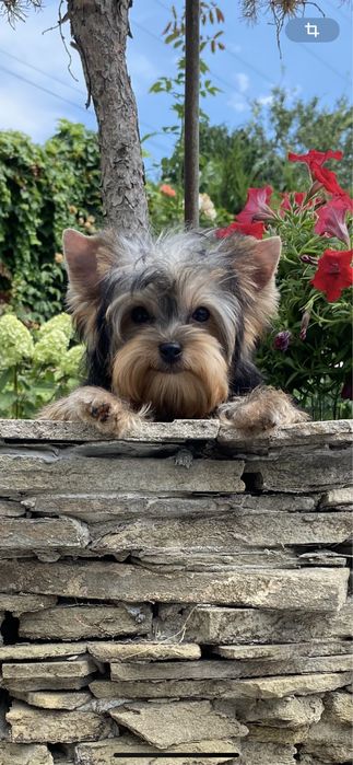 Красивая милая девочка  5 месяцев мини