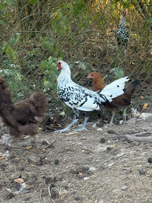 Młode koguty Hamburg