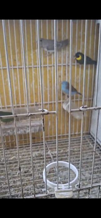 Vendo machos peito celestes classicos e pastel