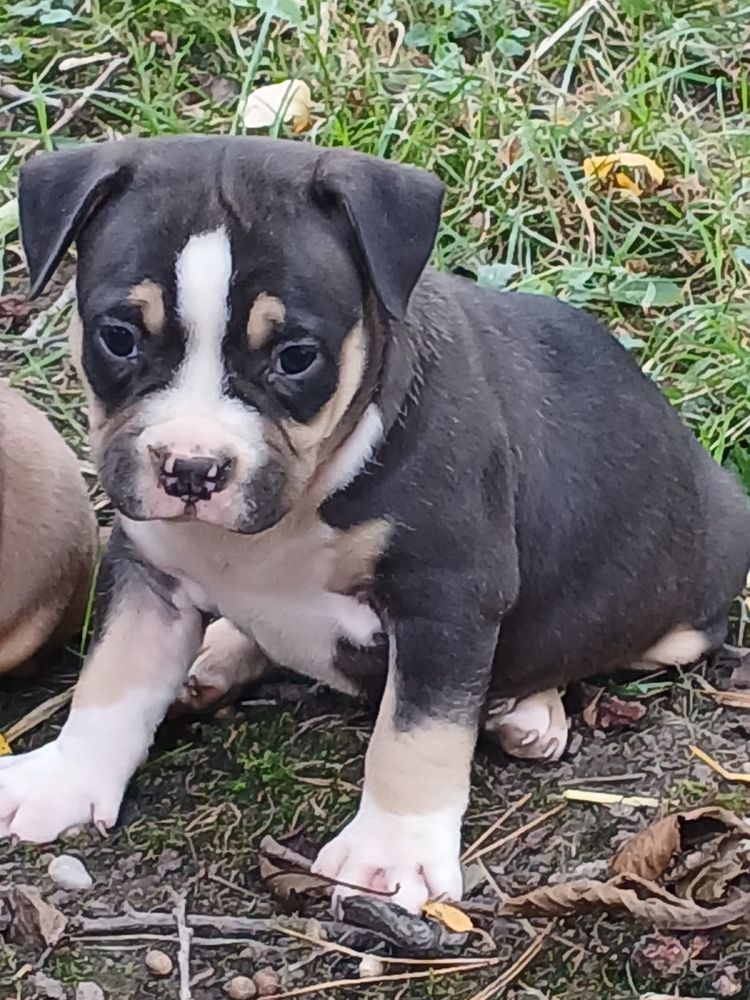 American Bully śliczny piesek