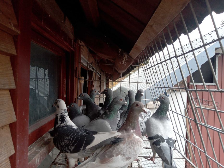 Gołębie rozpłodowe