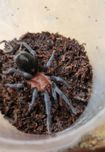 Bumba horrida samiec