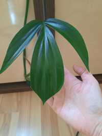 Philodendron dragon tail