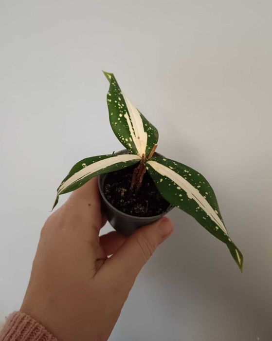 Dracena milky way i inne kwiaty