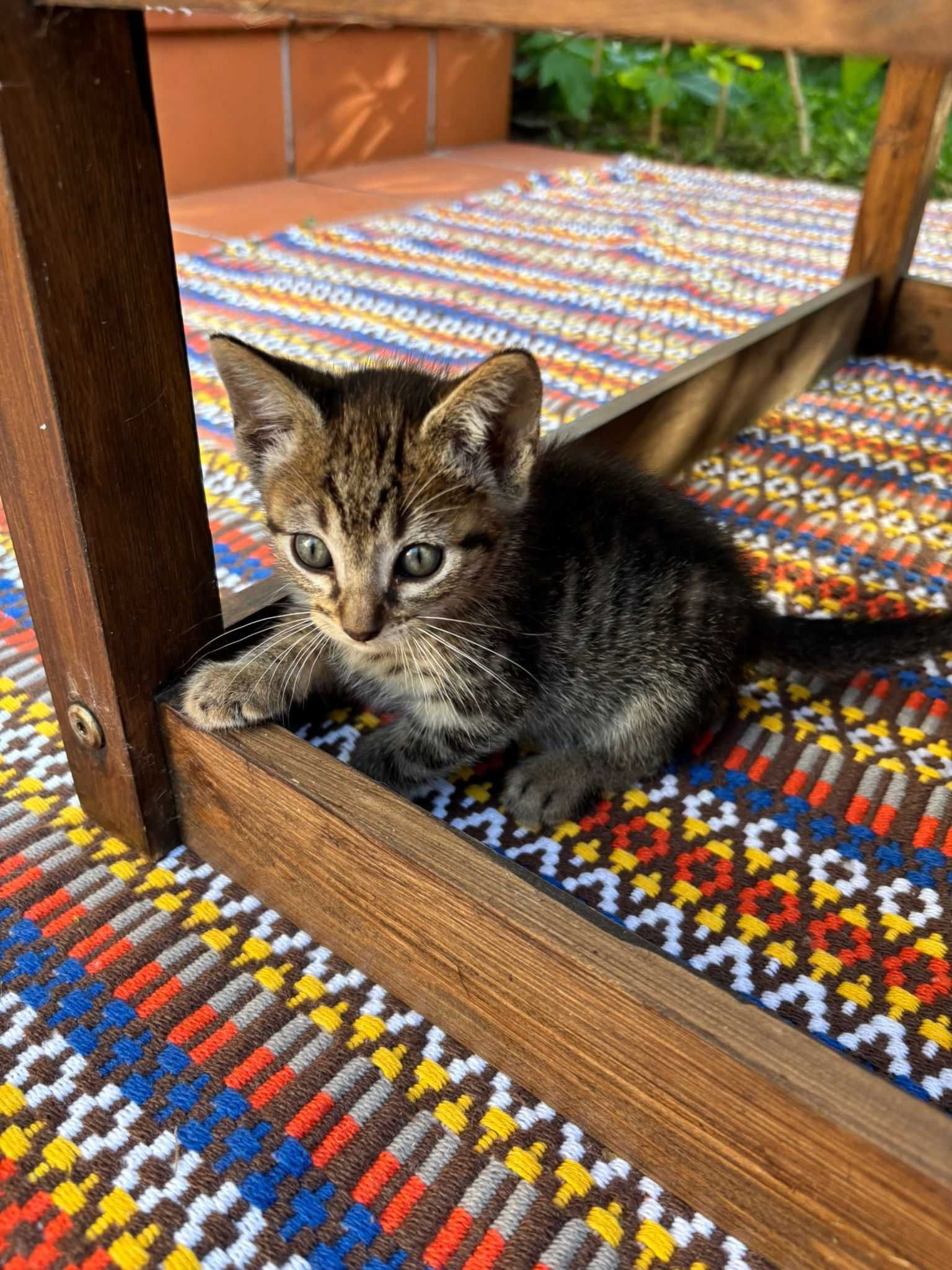 Gatinho para dar