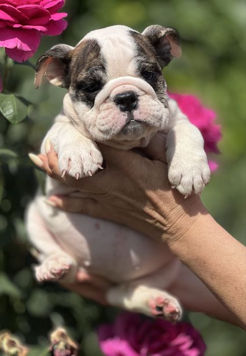 Красивые щенки английского бульдога