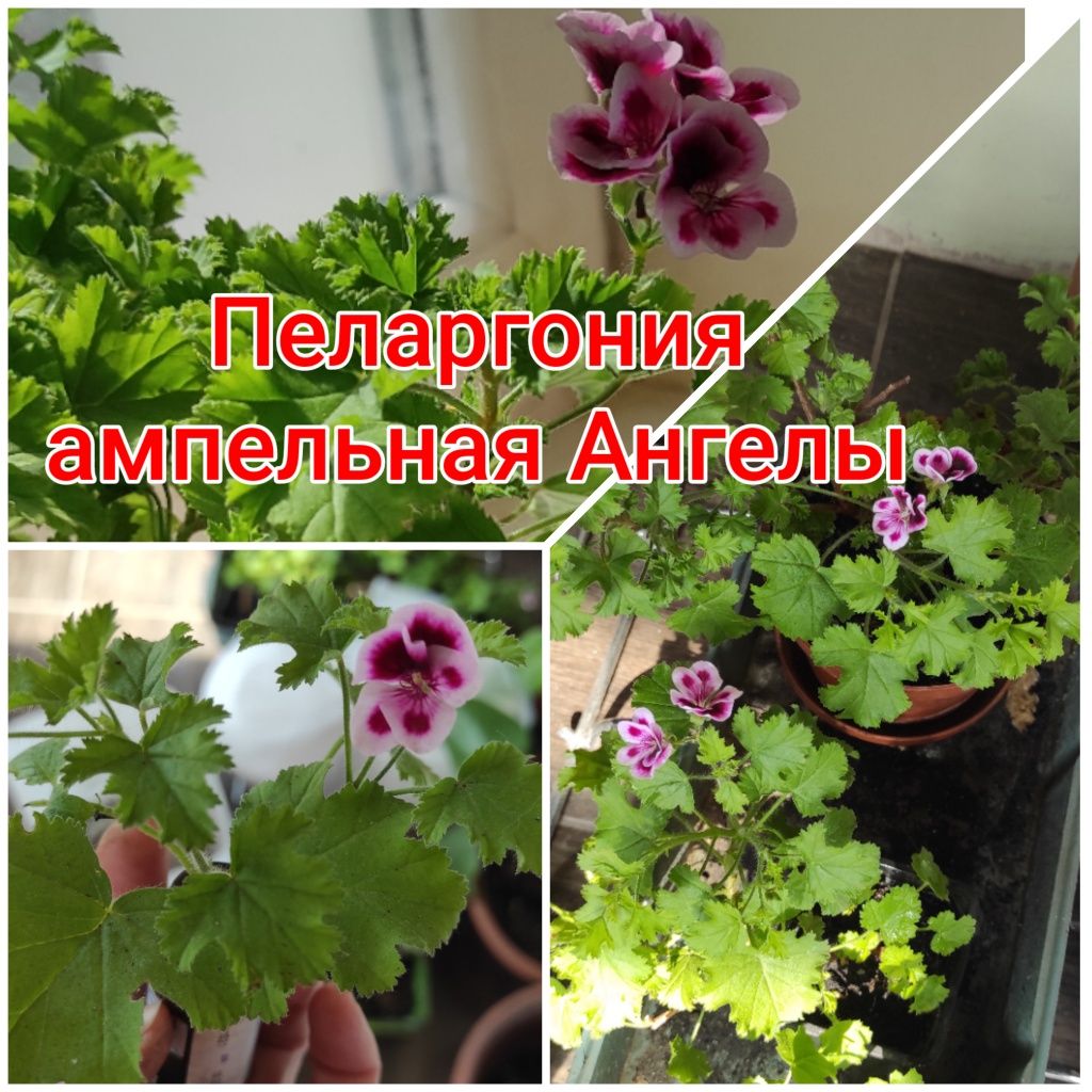 Растения для дома и сада