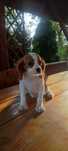 Spaniel Cavalier