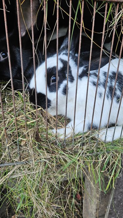 Kaczki,Kaczory francuzy