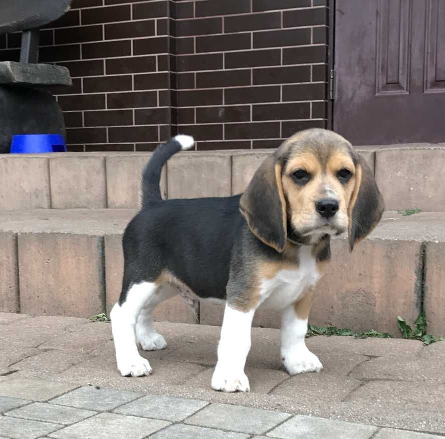 Beagle / Bigle - szczenię rodowód ZKwP/FCI