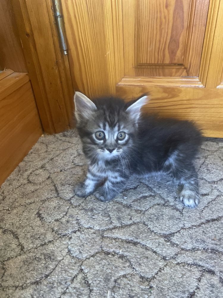 Радость в дом к деткам