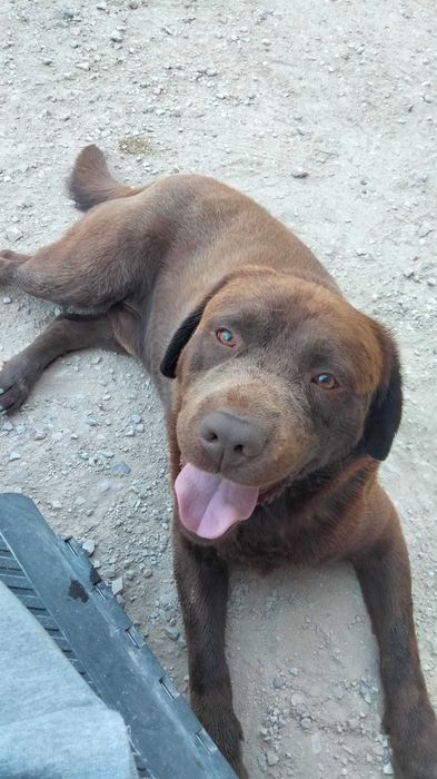 Labrador Chocolate (c/LOP) para monta/cruzar