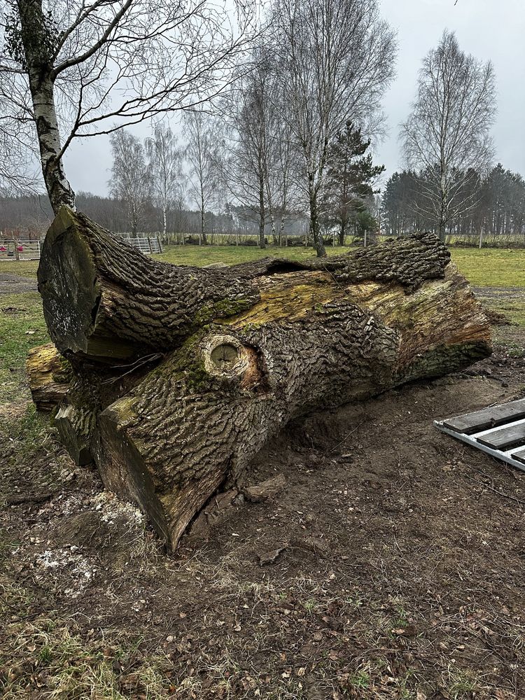 Pniak dębu pod stoły z żywicy