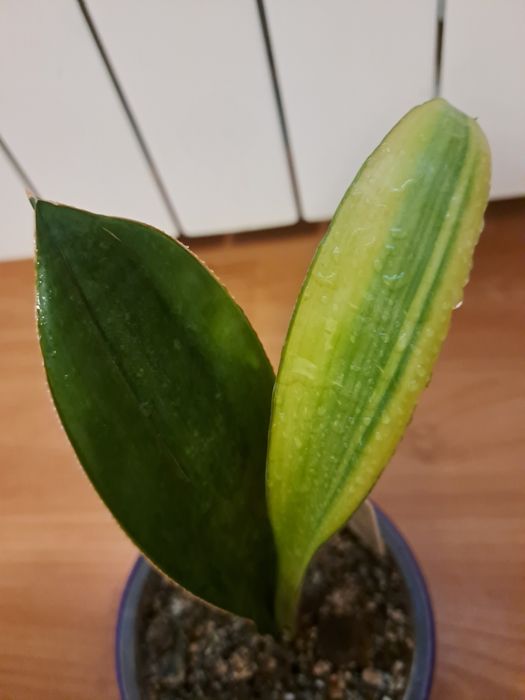 Сансевієрія "Сенегамбіка"