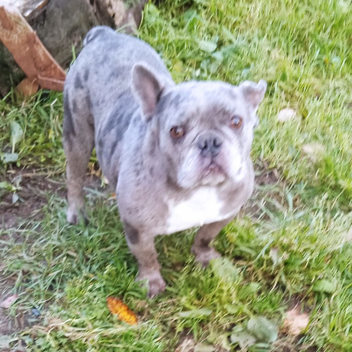 Взрослый кобель 4 года