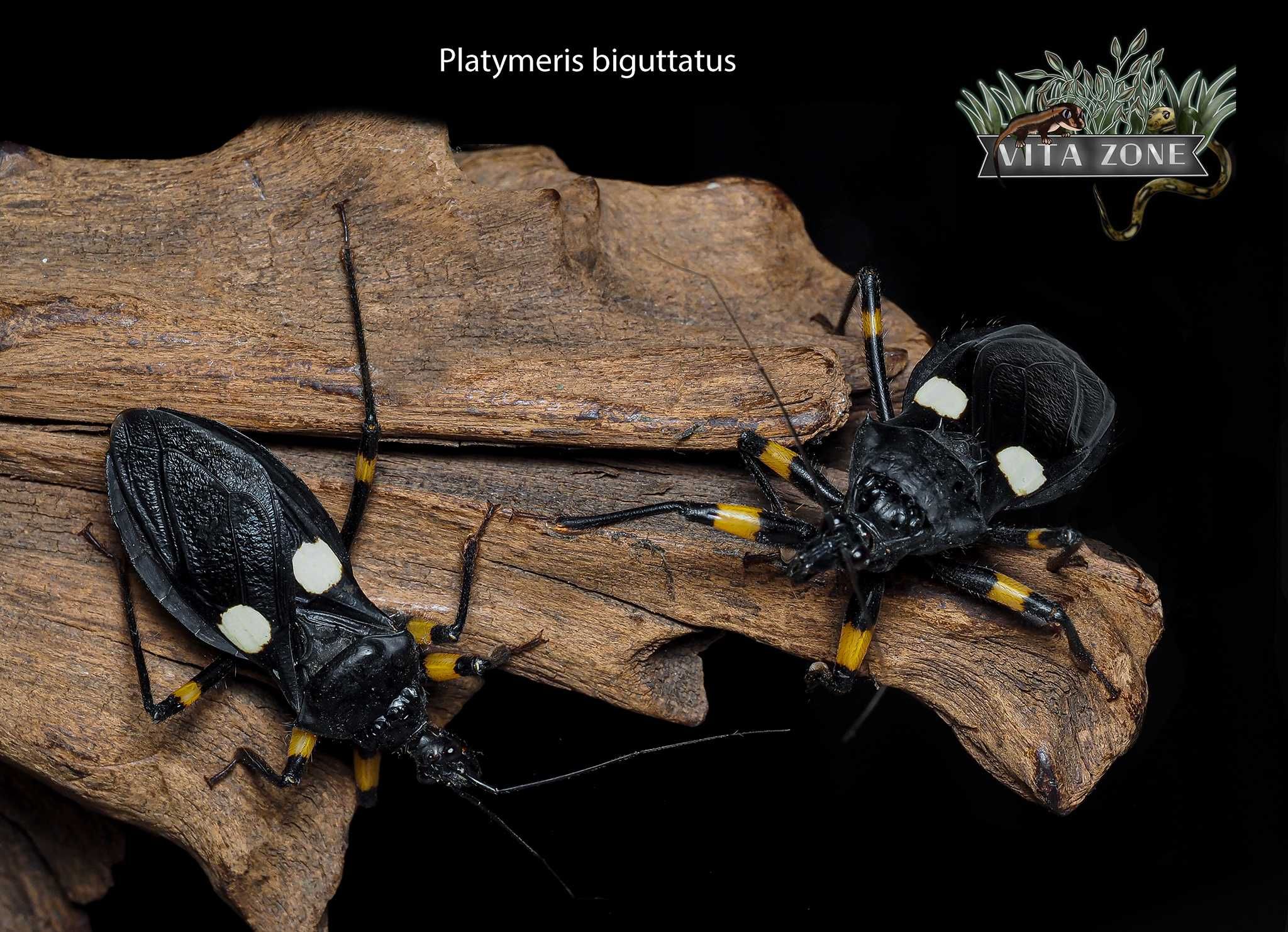 Pluskwiak Platymeris biguttatus L3-L4