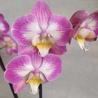 Продам квітучу орхідею фаленопсис Split