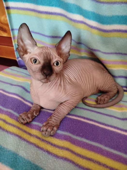 Хлопчик сфінкс Канадський