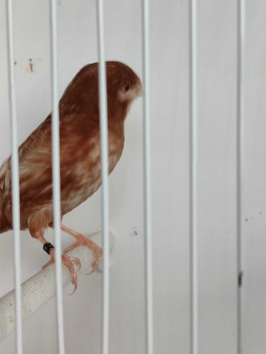 Phaeos amarelos/branco