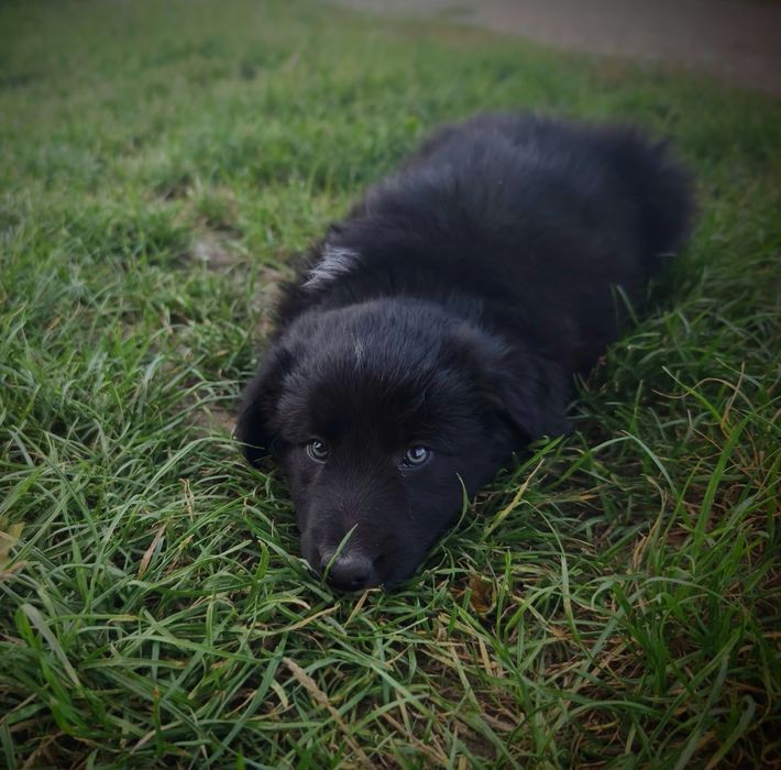 Border collie cudowny piesek przebadani rodzice do odbioru