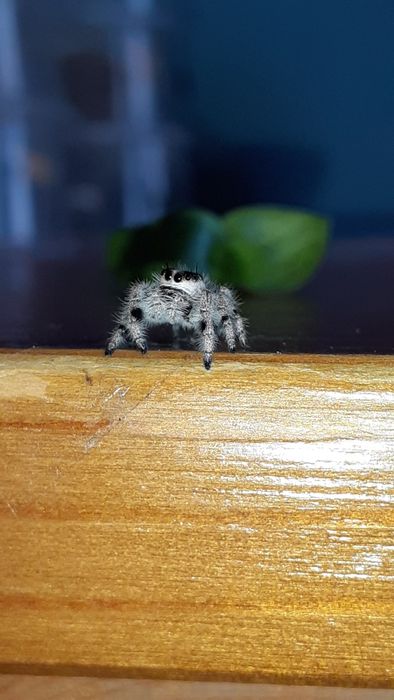 Skakun królewski Phidippus regius white bahamas l7 samica samiec