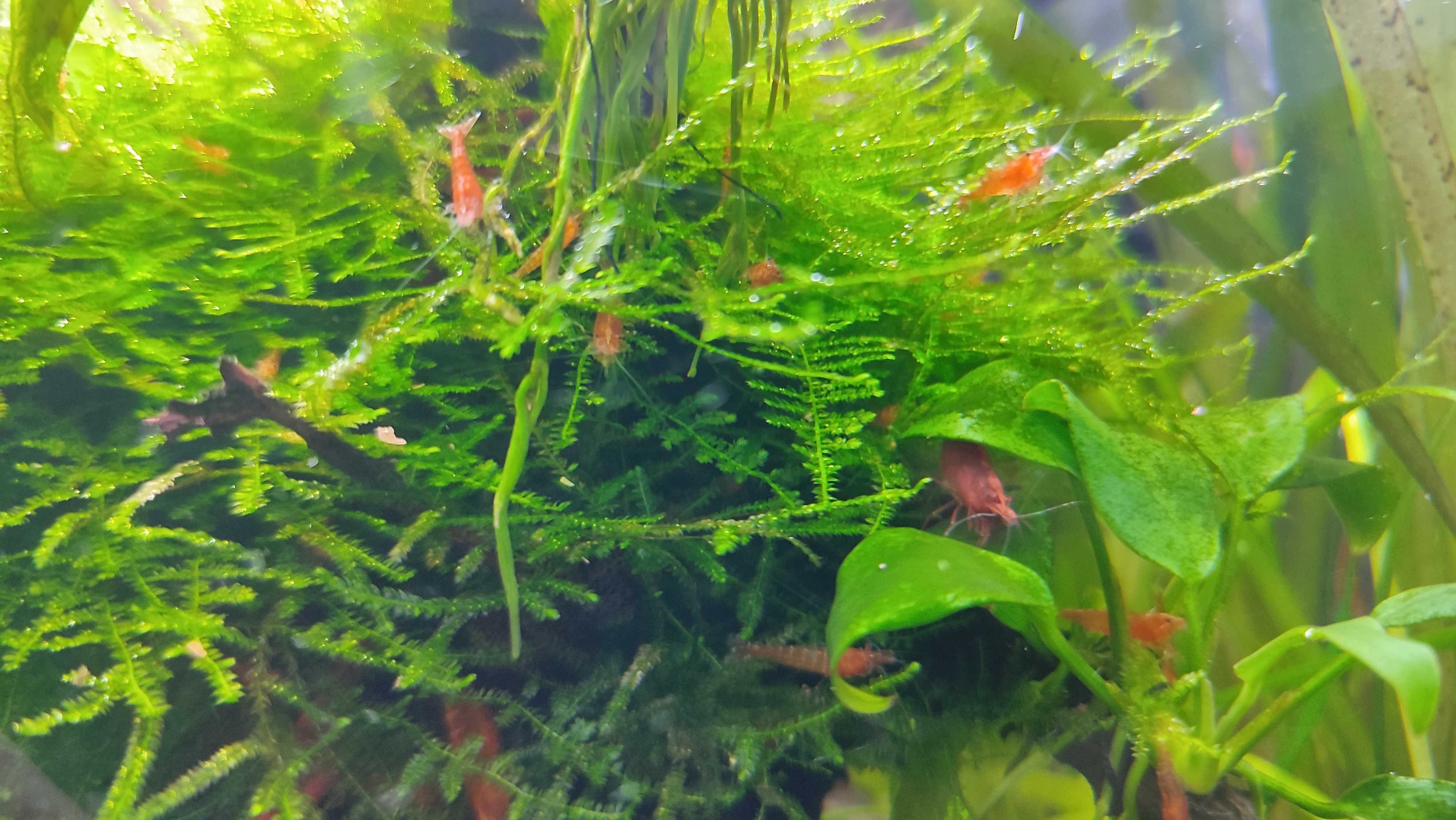Krewetki Sakura Red (Neocaridina)