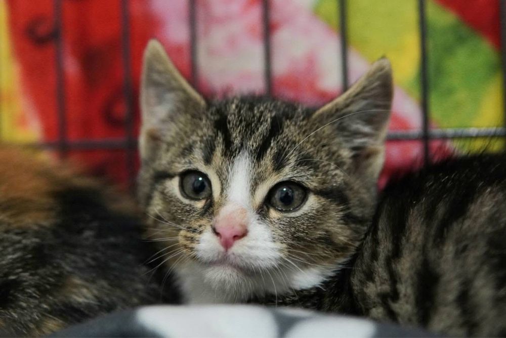 Kotki szukaja domkow