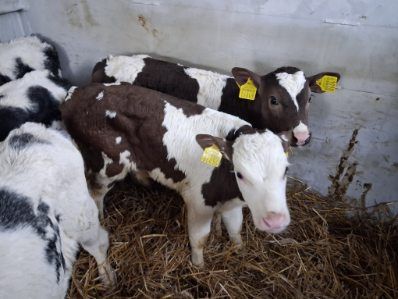 Jałówki 10 sztuk Mięsne Mieszańce Polskie