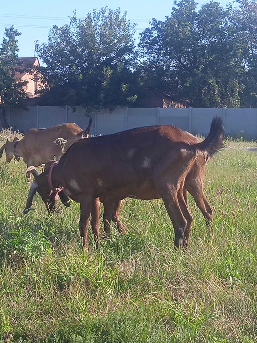 Продам кіз  50%  87.7%та 93.5  97.5% Англо Нуб підрощенних та дойних.