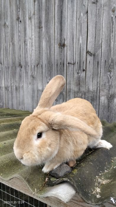 Кролики Самці Ексклюзивні