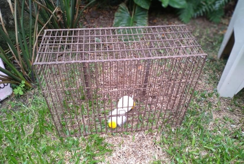 Transportadora De Animais