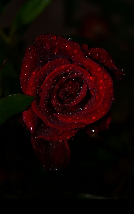 Фотограф 700 грн.