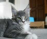 Maine Coon kocurek- Bydgoszcz