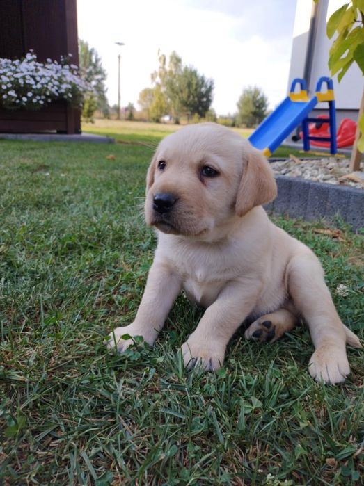 Śliczny szczeniak Labrador Retriever
