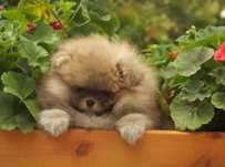POMERANIAN #miś # szpic mini suczka