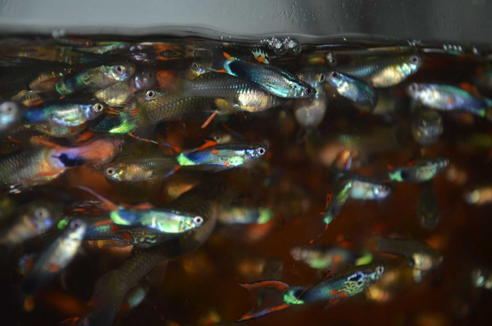 Endlers saudáveis - resistentes e coloridos