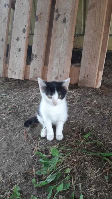 Mi to piękna ok 3 mcz kicia czeka na odpowiedziaalny dom Katarzyna