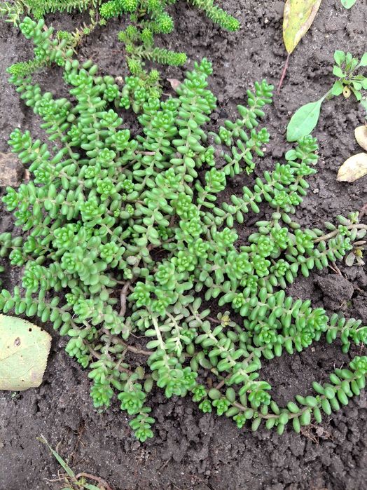 Продам садові декоративні рослини