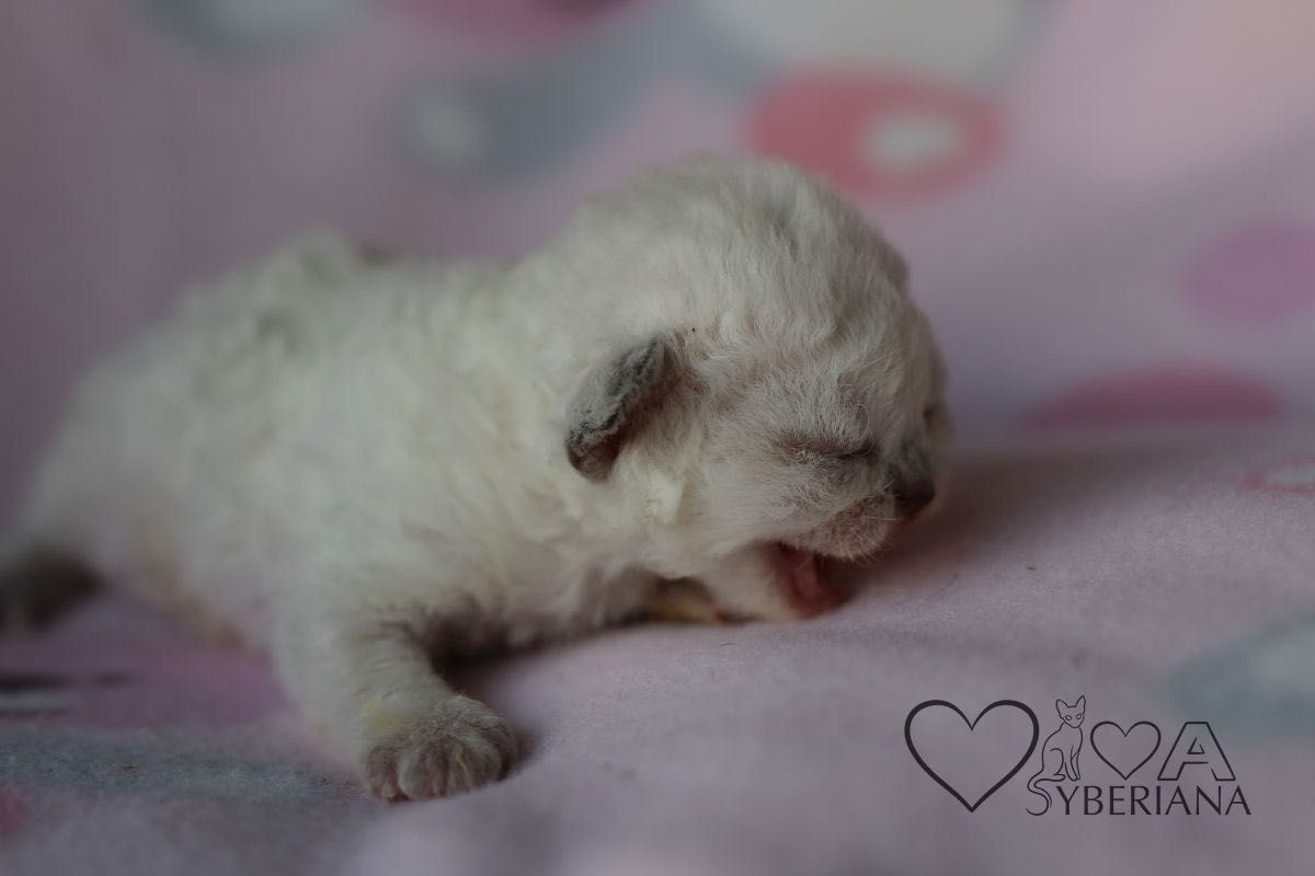 Koteczka niebieskooka Bluepoint Devon rex