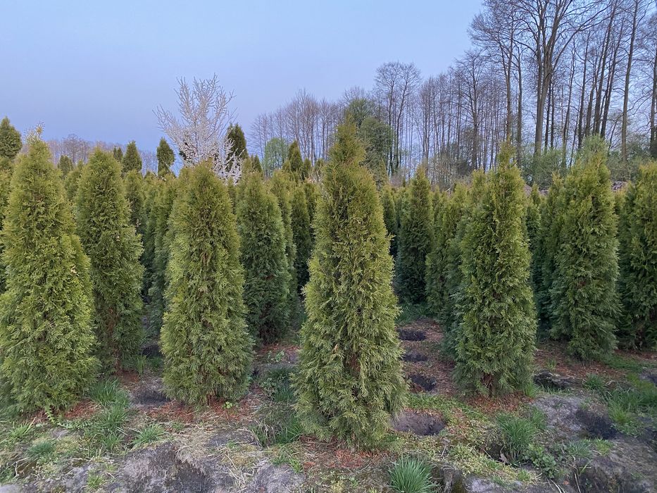 Tuja szmaragd 160-170cm na zywopłot smaragd