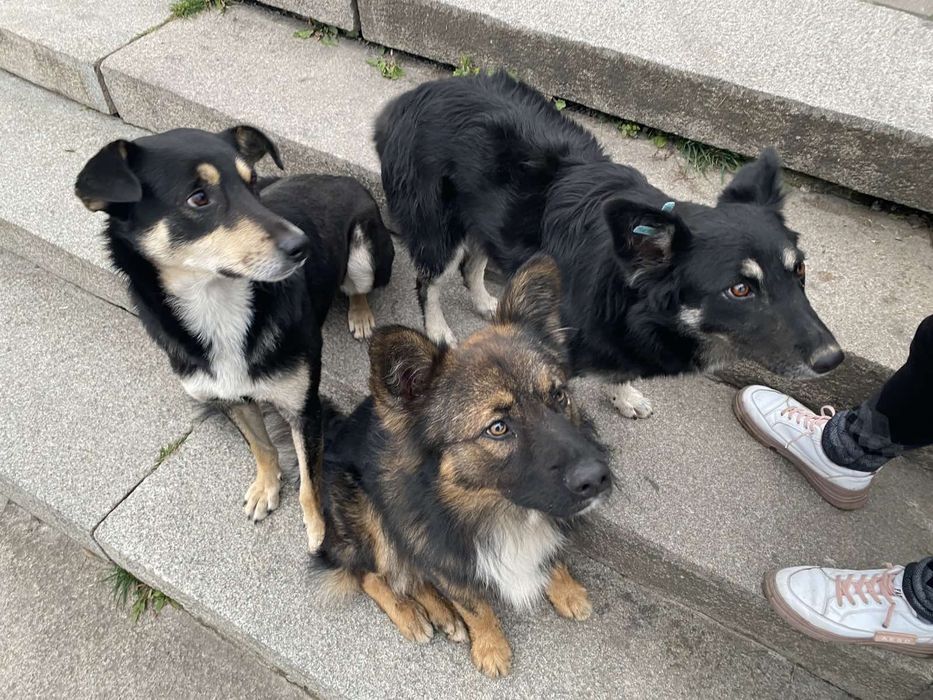 Вигул собак середніх порід та великих порід