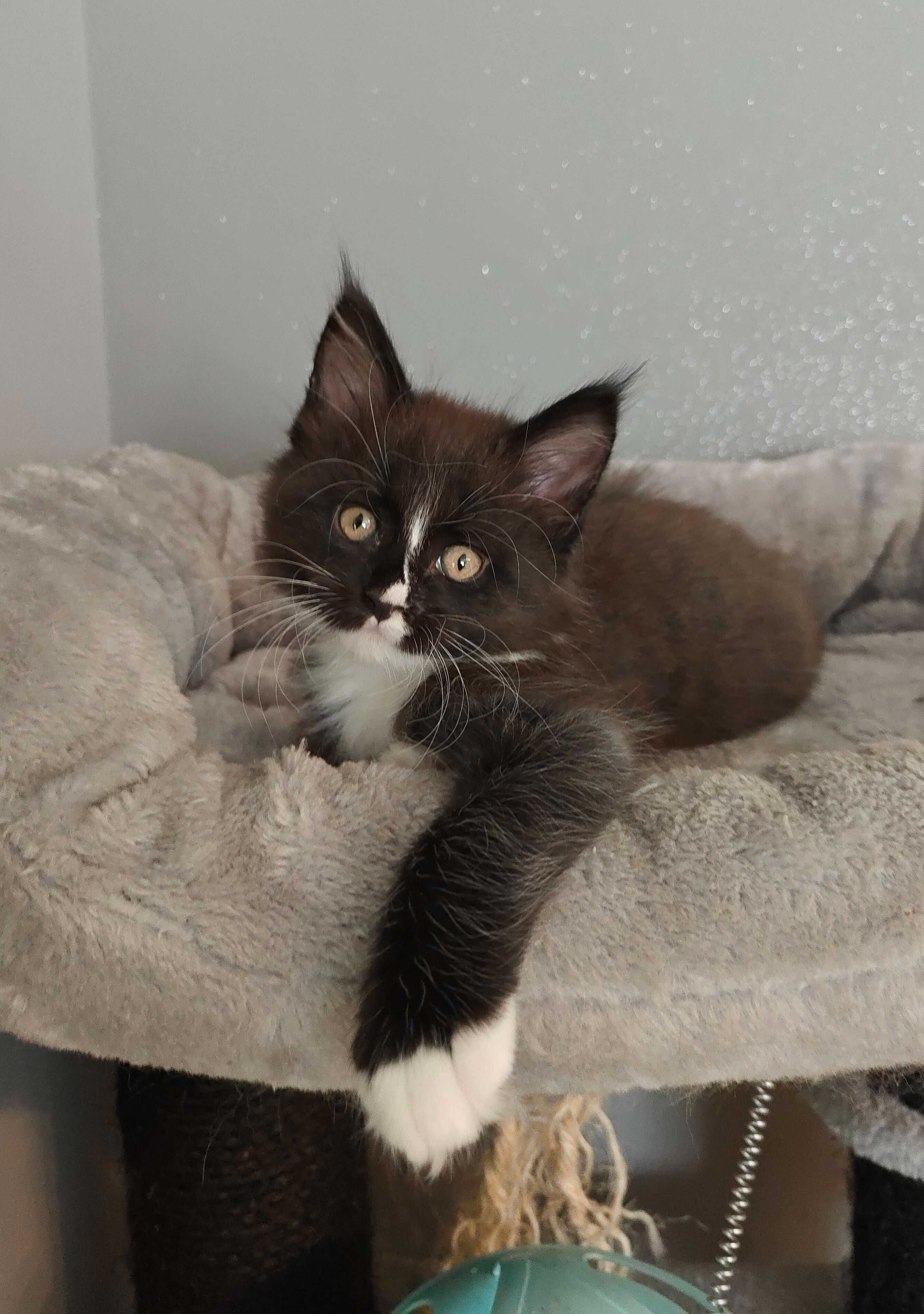 Kotka Maine Coon